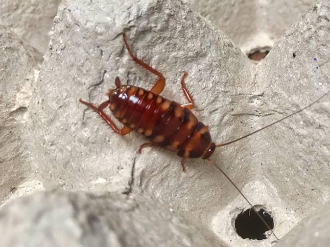 Continue Reading The Ultimate Guide To Cockroaches In New Jersey brown banded cockroach on a carboard box in a new jersey storage room