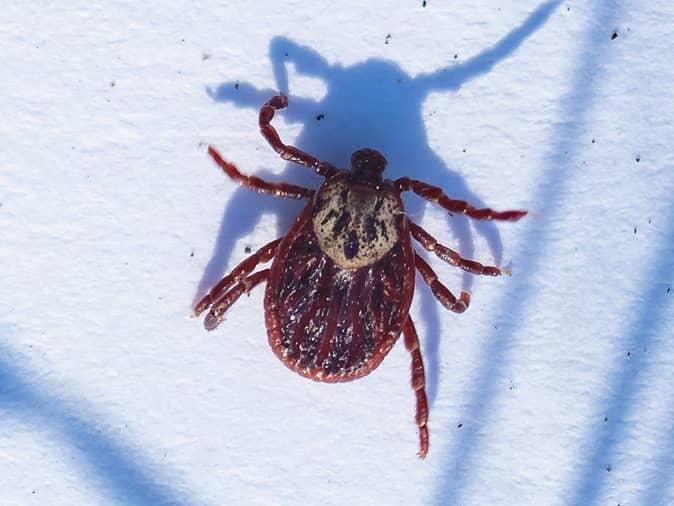 which ticks are dangerous to dogs