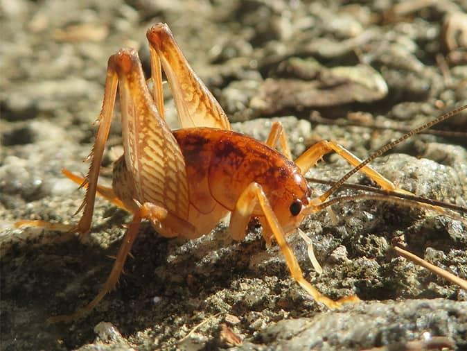 Learn More About Camel Cricket Prevention & Control Methods In New Jersey camel cricket on a new jersey driveway