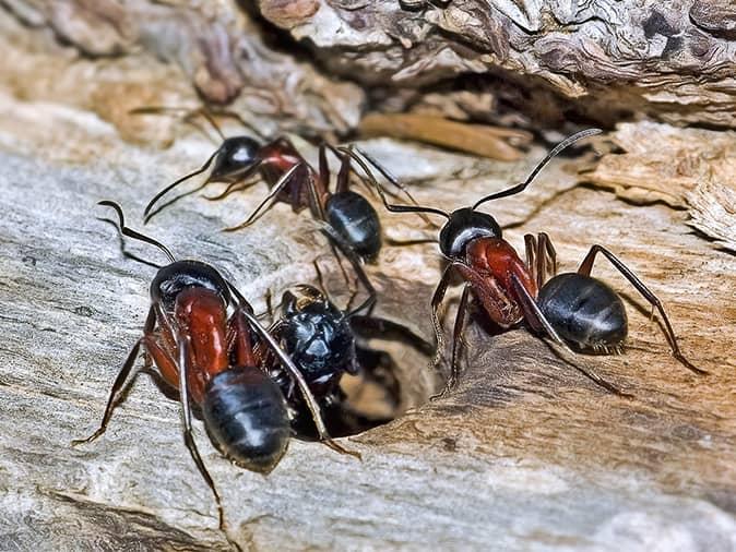 Learn More About Carpenter Ants, When They Are Active & How To Prevent Them carpenter ants eating away at a new jersey homes framing