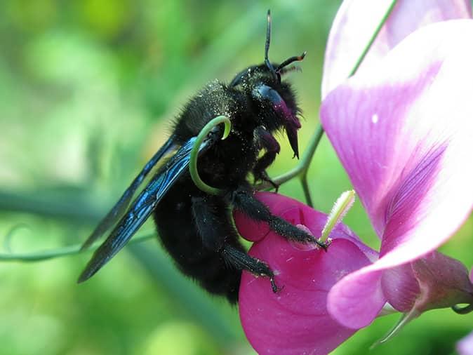 Learn More About Carpenter Bees In Paramus & Northern New Jersey carpenter bee on a flower outside a chatham home