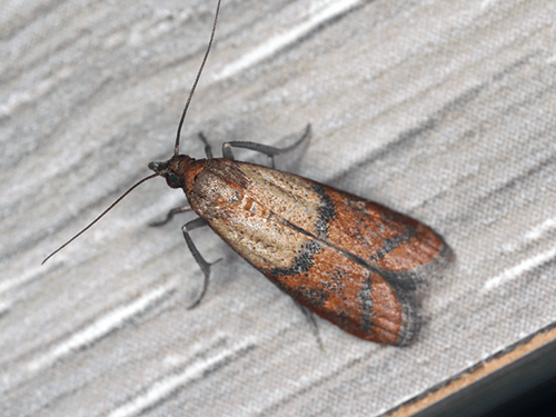 A Comprehensive Guide To Indian Meal Moth Idenficiation For New Jersey Residents indian meal moth on the siding of a new jersey home