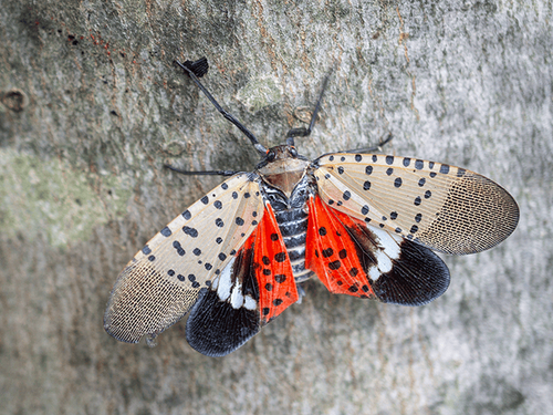 Learn More About Lanternflies In New Jersey spotted lanternfly on a tree outside a new jersey home