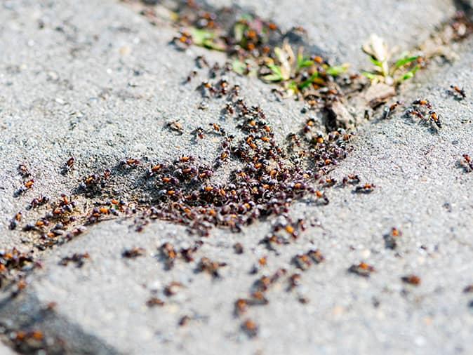 Are Pavement Ants Dangerous? pavement ant colony under a new jersey driveway