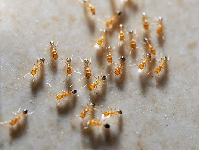 What Are These Yellow Ants In My New Jersey Home? yellow ants on a kitchen floor in new jersey