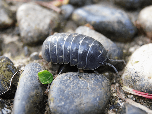 A Complete Guide To Pillbugs In New Jersey pillbug in a garden outside a new jersey home looking for a way inside