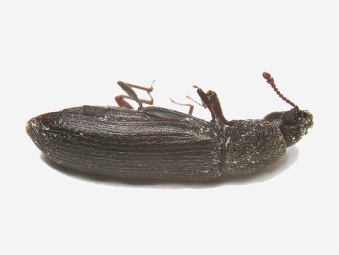 A Guide To Powder Post Beetles In New Jersey dead powder post beetle on an isolated background