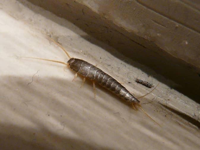 An Overview Of Silverfish In New Jersey silverfish hiding under a bathroom sink