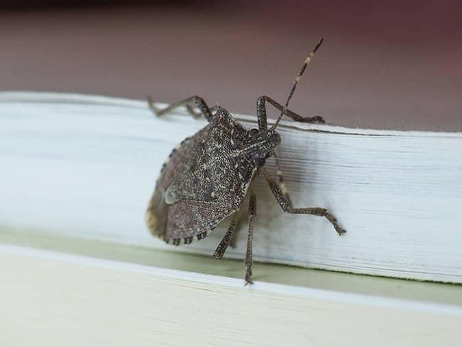 The Ultimate Guide To Stink Bugs In New Jersey stink bug outside a new jersey home crawling through torn window screen