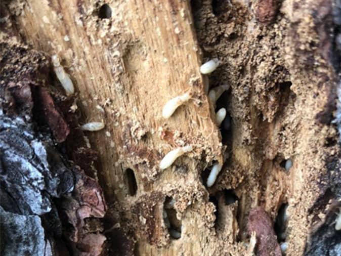 Learn More Common Signs Of Termite Damage In New Jersey termites infesting a new jersey home in short hills
