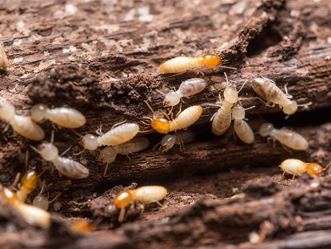 Professional Tips To Help Prevent Termites Around Your New Jersey Home active termite infestation in new jersey home