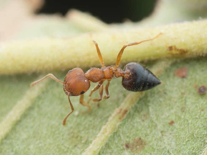 Are Acrobats A Problem In New Jersey? acrobat ant on a leaf outside a new jersey home