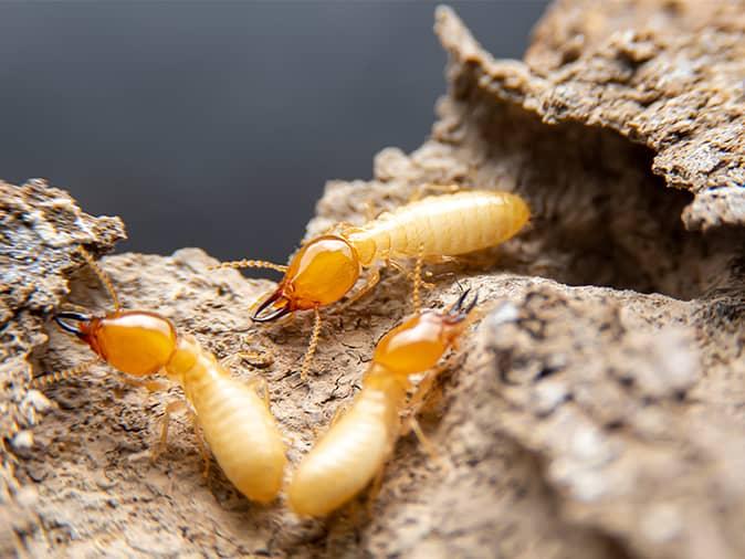 How Long Does It Take To Get Rid Of Termites In My New Jersey Home? termites destroying new jersey foundation