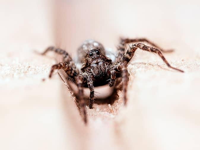 A Guide To Wolf Spiders In New Jersey wolf spider on a new jersey bathroom floor