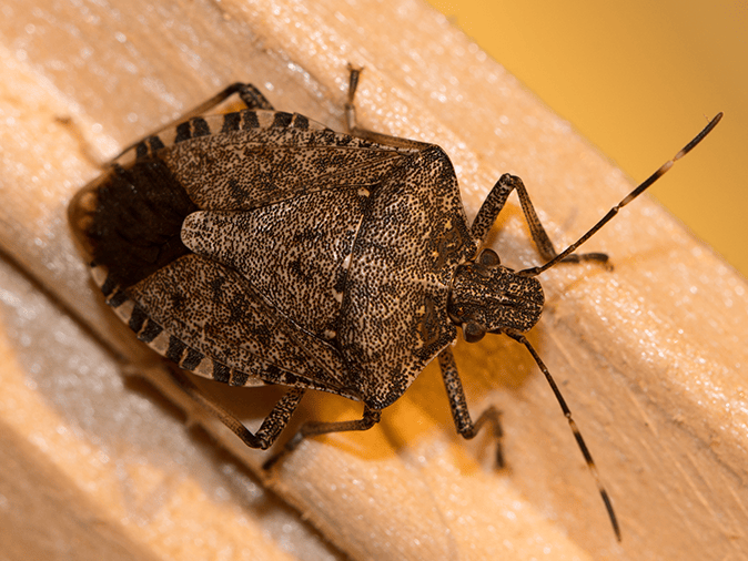 Stink Bug Prevention In New Jersey stink bug in nj