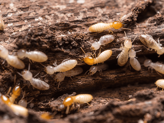 See How You Can Take Advantage Of Termite Awareness Week look at termites inside a new jersey home