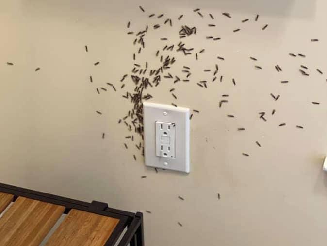 Termites Infesting New Jersey Home & Invading Through An Outlet termites swarming out of wall outlet in new jersey home