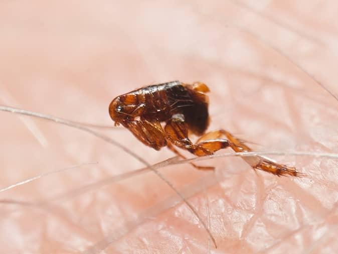 Learn More About Fleas & The Dangers They Bring To Your New Jersey Home flea inside nj home spreading flea related diseases