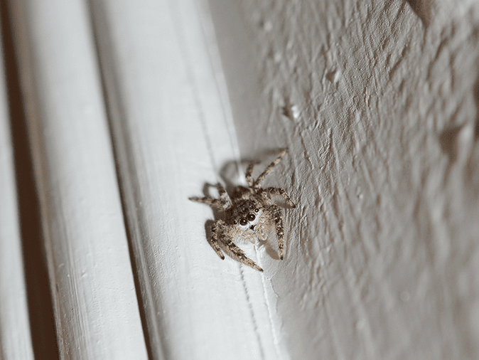 Spider Identification & Prevention jumping spider in monmouth county, nj