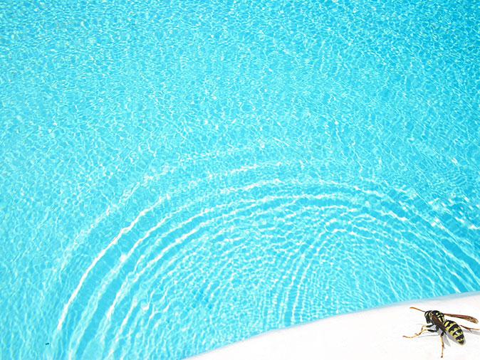 What You Can Do About Stinging Insects Around Your Pool yellow jacket resting by pool
