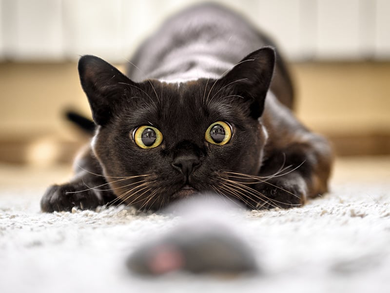 black cat and a mouse