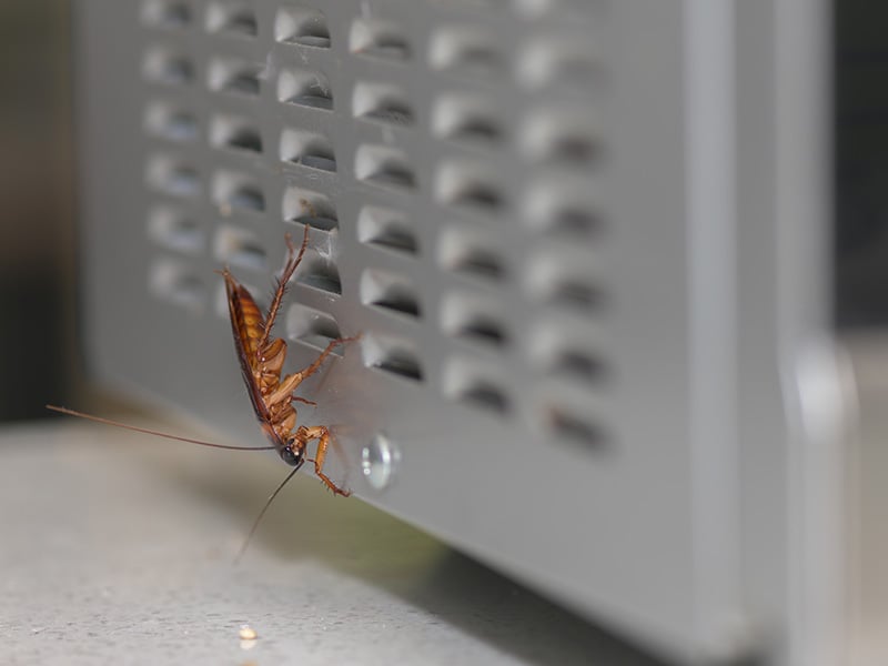 cockroach on a microwave