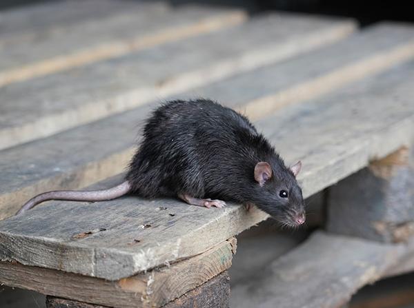 norway rat