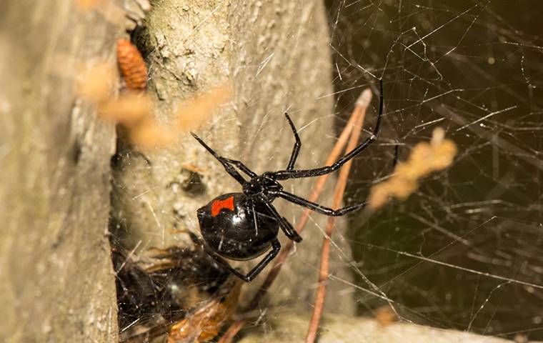 black widow funnel web