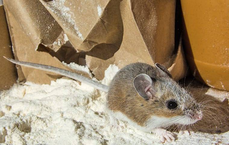 How to Keep Mice Out of Your House