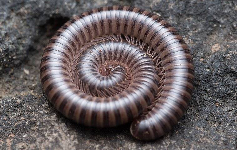 house millipede bite