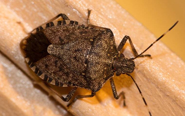 How To Get Rid Of Stink Bugs In Your Home