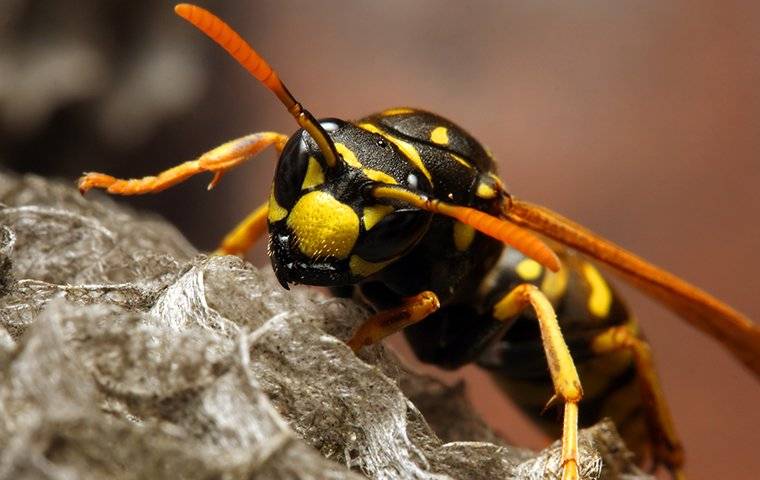 ground hornet sting