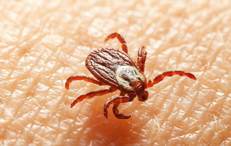 Tick Forecast 2023: Don't Let Your Pet Become A Flea & Tick Host