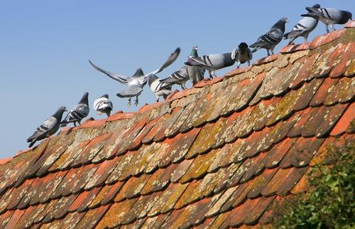 Pigeons sit on top of a dirty roof.