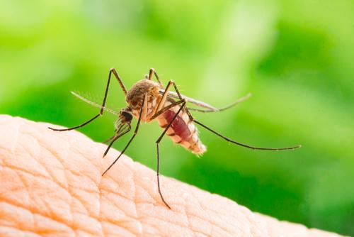 A mosquito becomes engorged with blood as it bites a person.