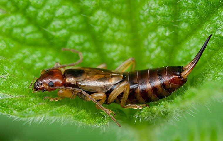 Brown earwig clearance