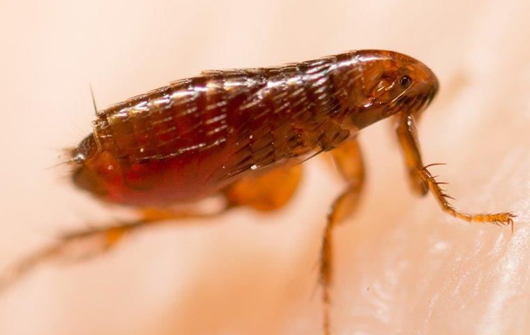 how long can flea eggs survive without hatching