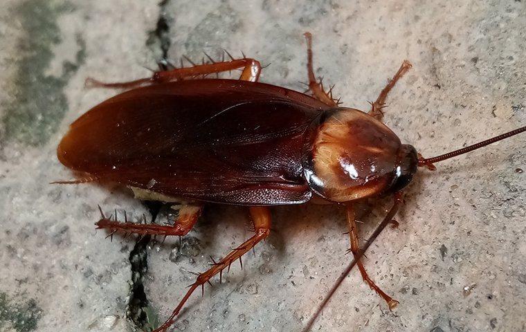 American Cockroach 