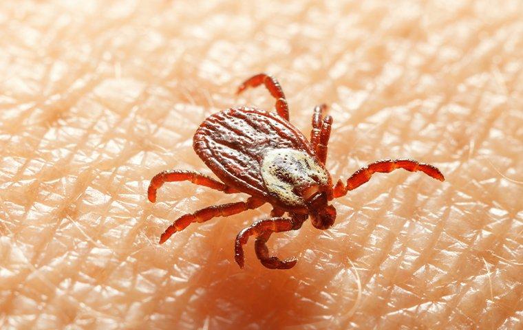 what does a tick bite feel like on a dog