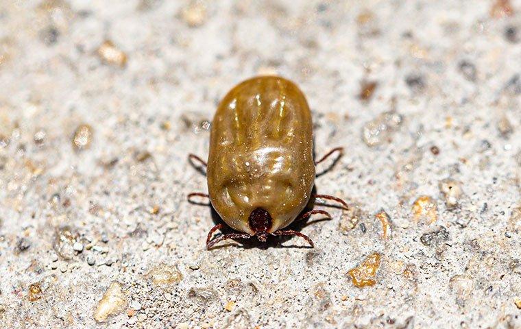 ticks with brown shell