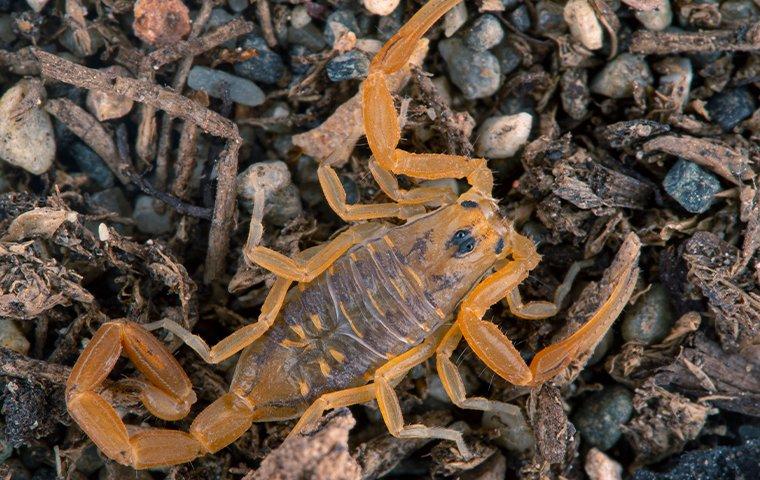 Striped Bark Scorpion