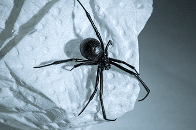 Blog - Why Even Non-Venomous Texas Spiders Can Be Dangerous Pests