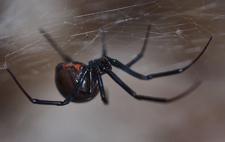 Wolf Spider Identification, Habits & Behavior