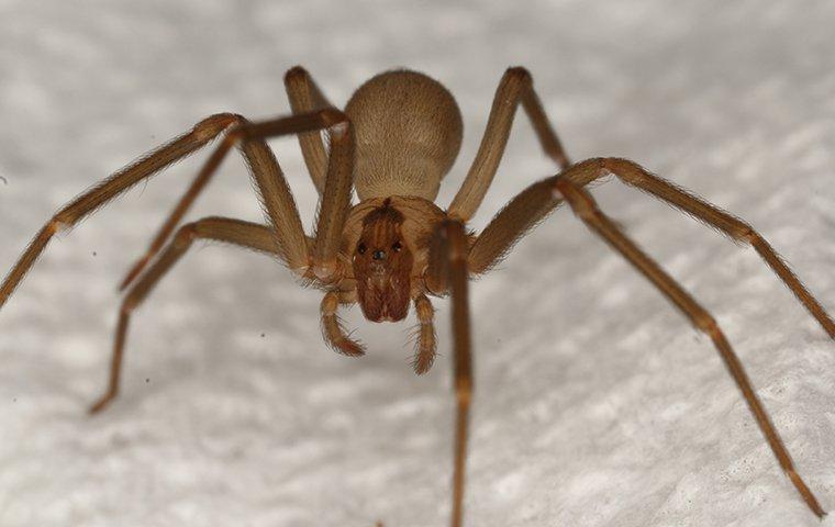 brown recluse bathroom sink