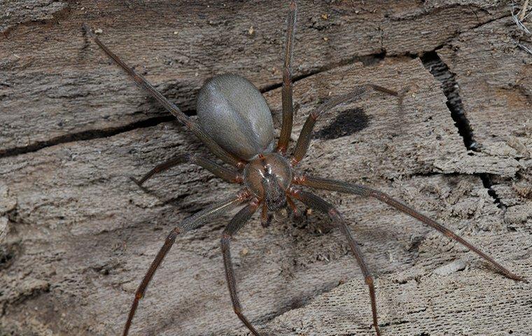 Brown Recluse Spiders 101  Center For Wilderness Safety