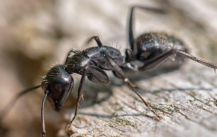 black ants bites