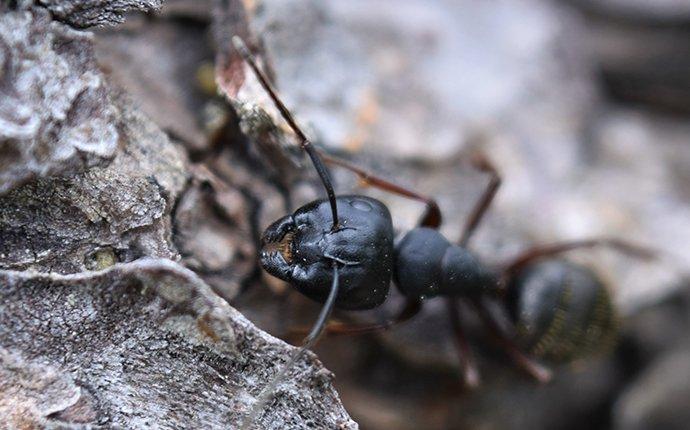 DO NOT IGNORE THOSE BIG BLACK ANTS