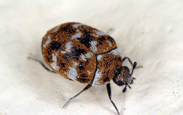 carpet beetle larvae vs bed bugs