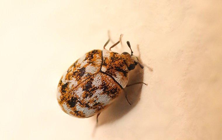 How to Get Rid of Carpet Beetles (and Prevent Them From Coming Back)