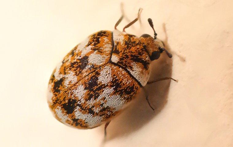 Interesting Facts About Carpet Beetles